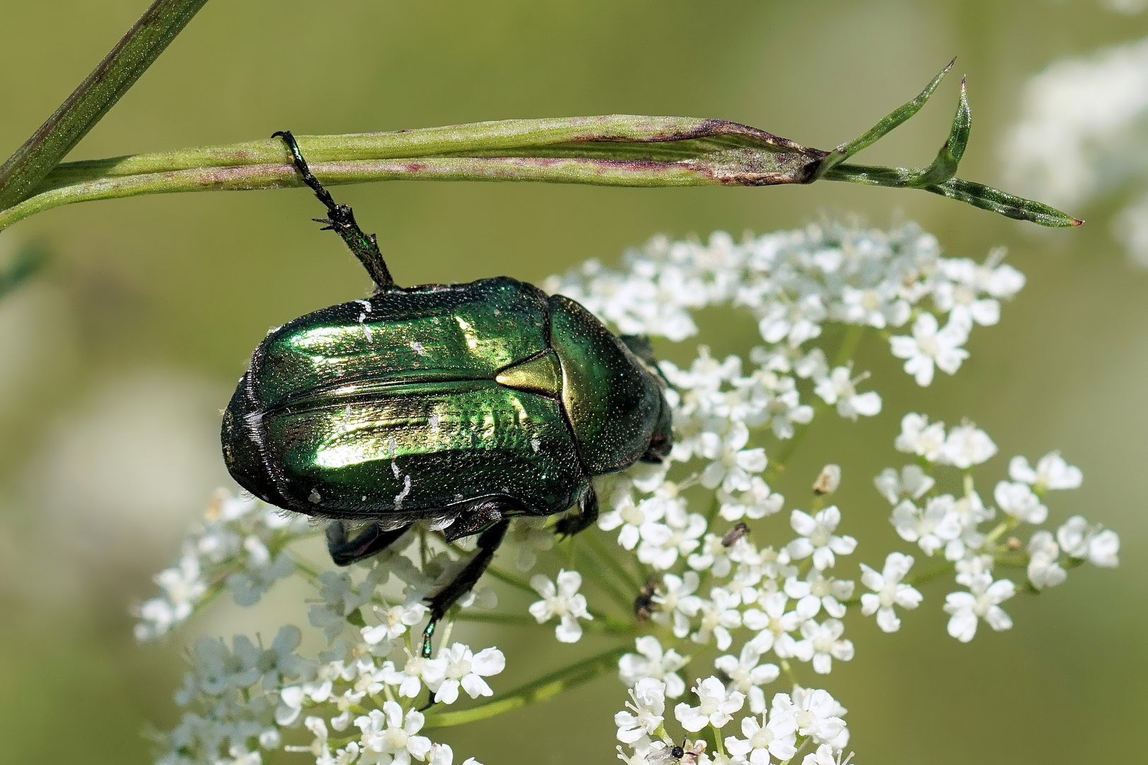 Sicherer Halt...Goldglänzender  Rosenkäfer (Cetonia aurata