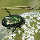 Sicherer Halt...Goldglänzender  Rosenkäfer (Cetonia aurata