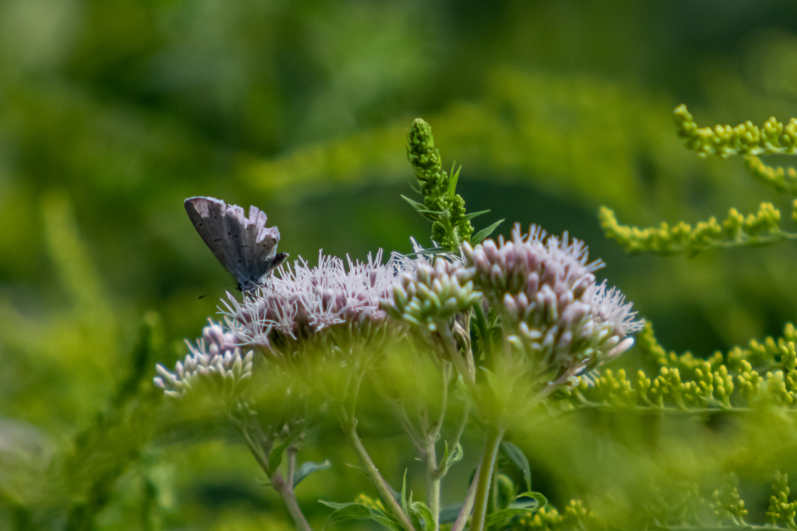 Sicherlich ein Blaueling