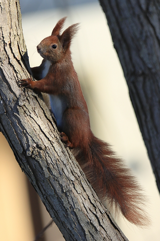 Sicherndes Eichhörnchen