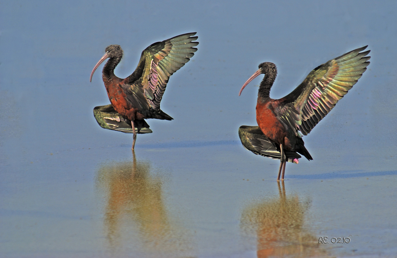 Sichler (Plegadis falcinellus)