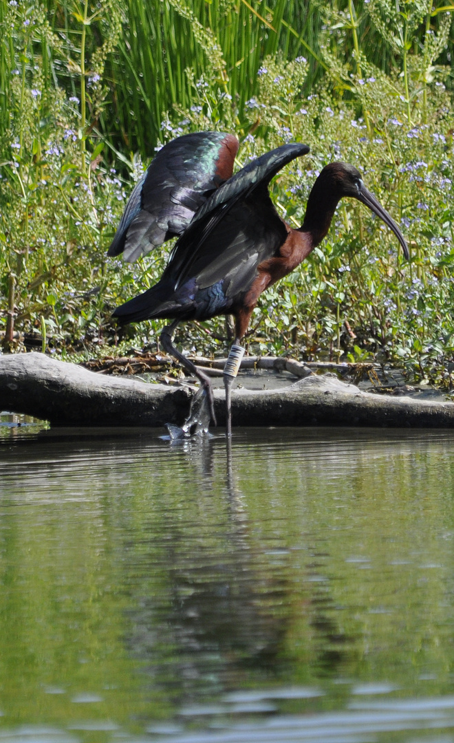 Sichler (Plegadis falcinellus)