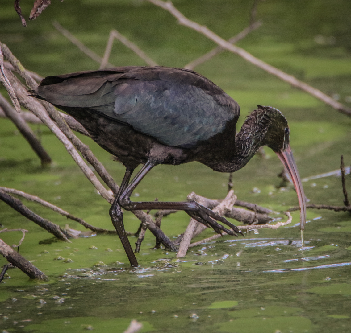 Sichler (Plegadis falcinellus)