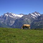 Sicht Richtung Wetterhorn