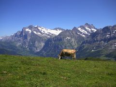 Sicht Richtung Wetterhorn