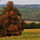 Sichtbar der Herbst