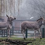 SICHTBARE VORAHNUNG #1