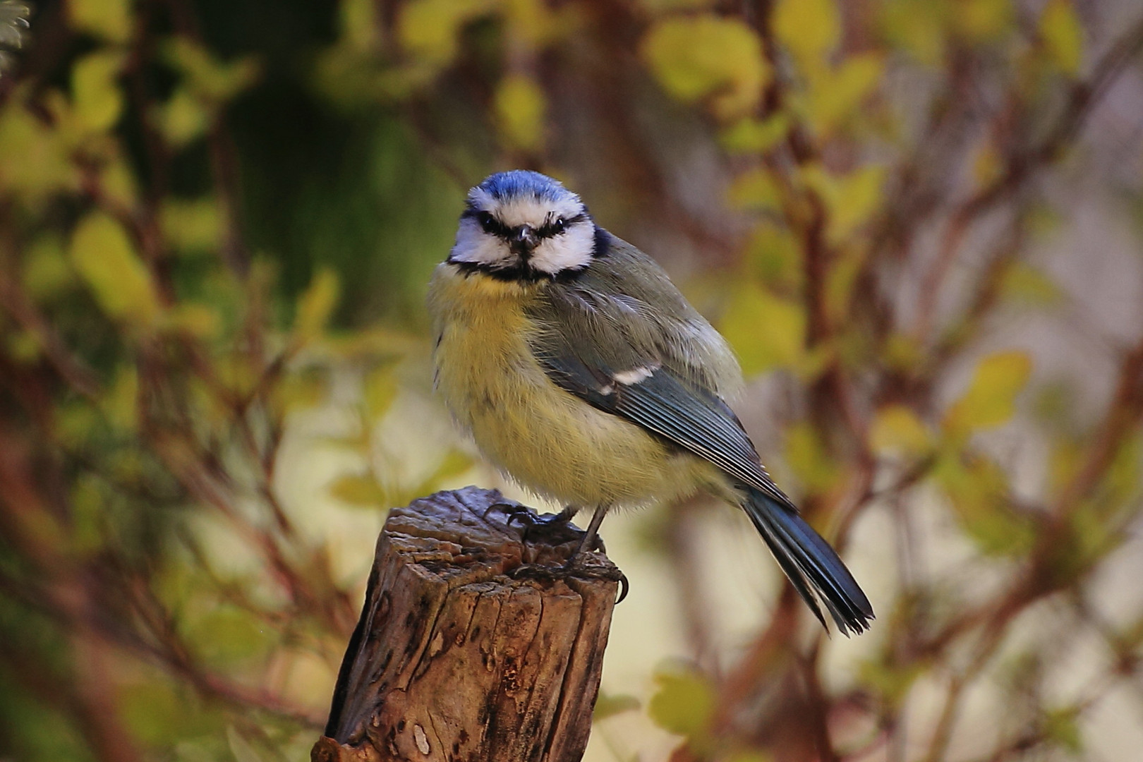 Sichtkontakt mit Blaumeise