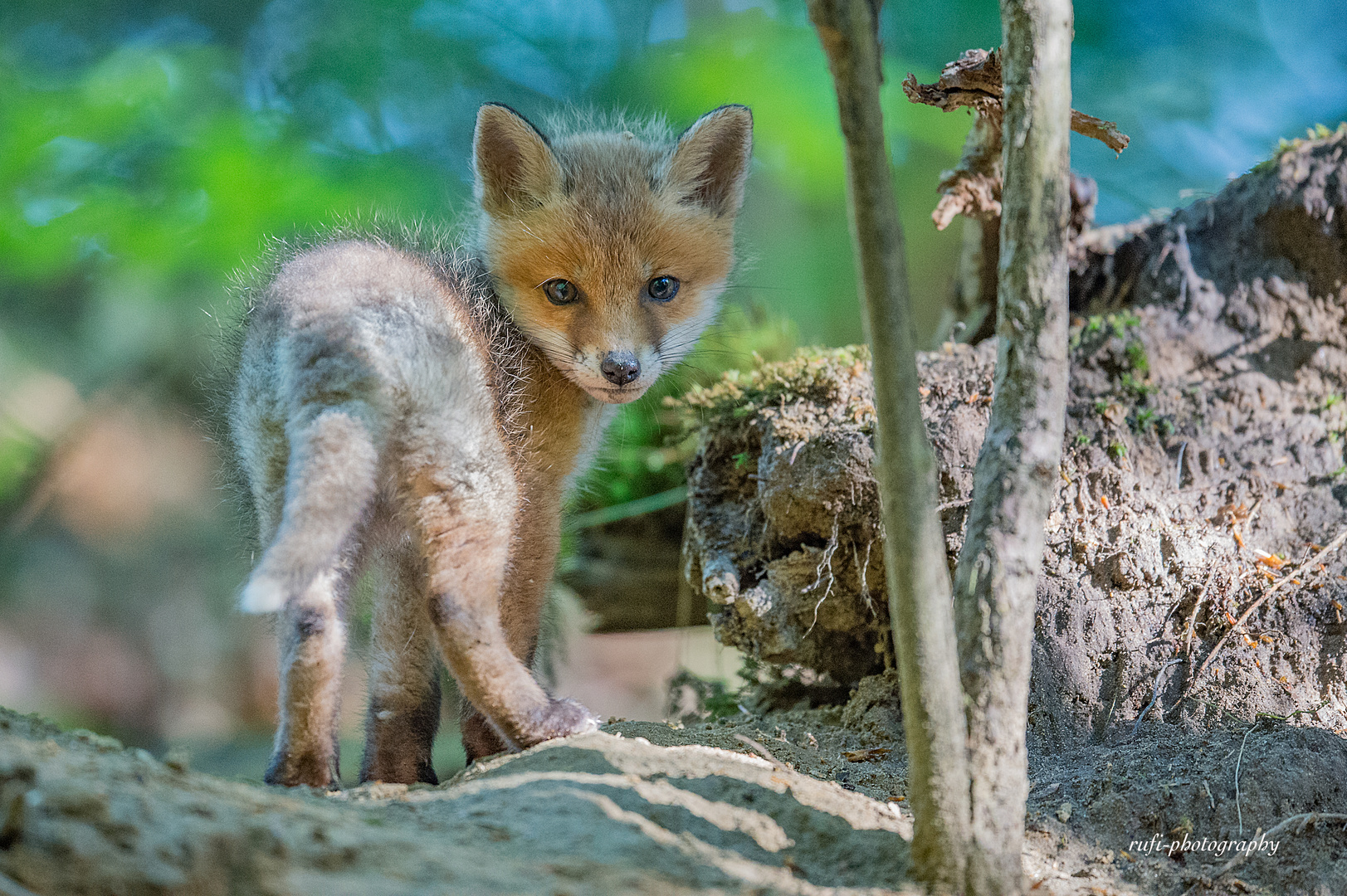 Sichtkontakt mit Jungfuchs