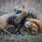 sichtlich entspannter Löwe (Panthera leo) 