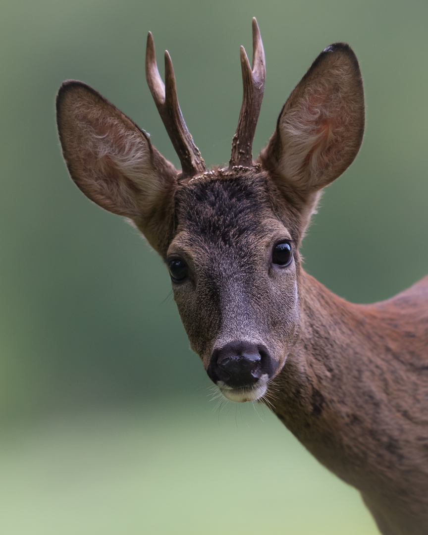 Sichtlich interessiert Foto & Bild | tiere, wildlife, säugetiere Bilder