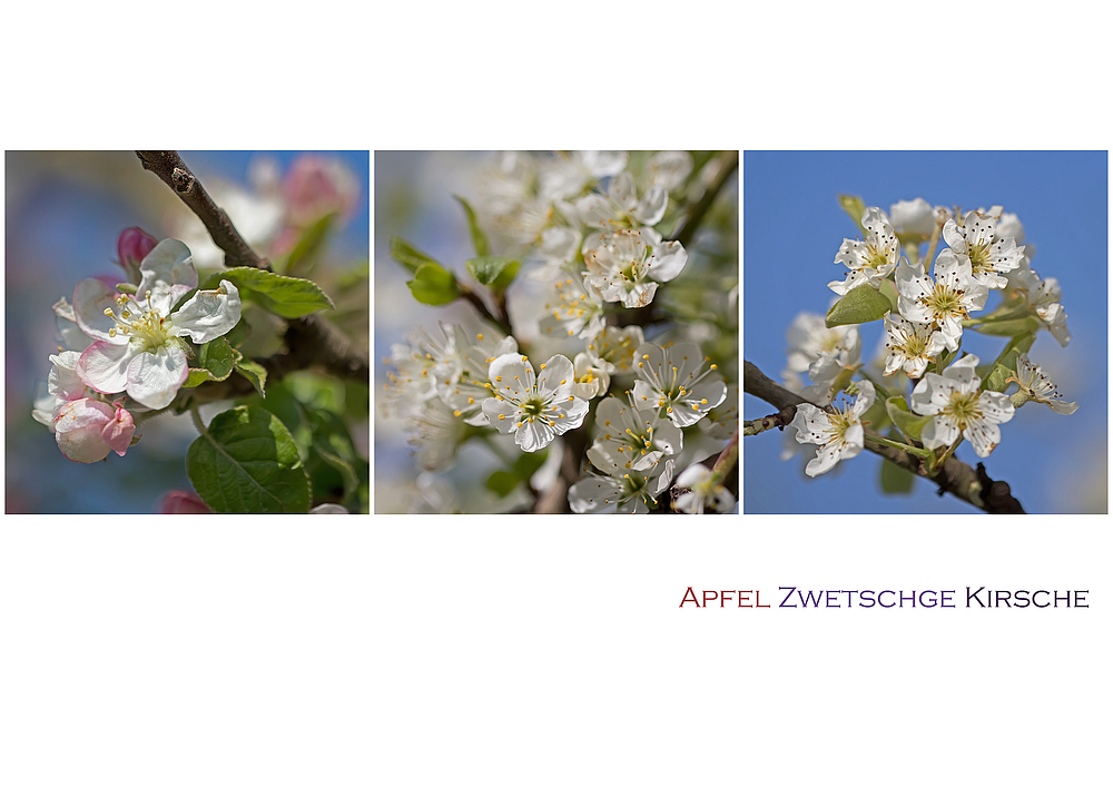 Sichtweisen - Apfel, Zwetschge, Kirsche