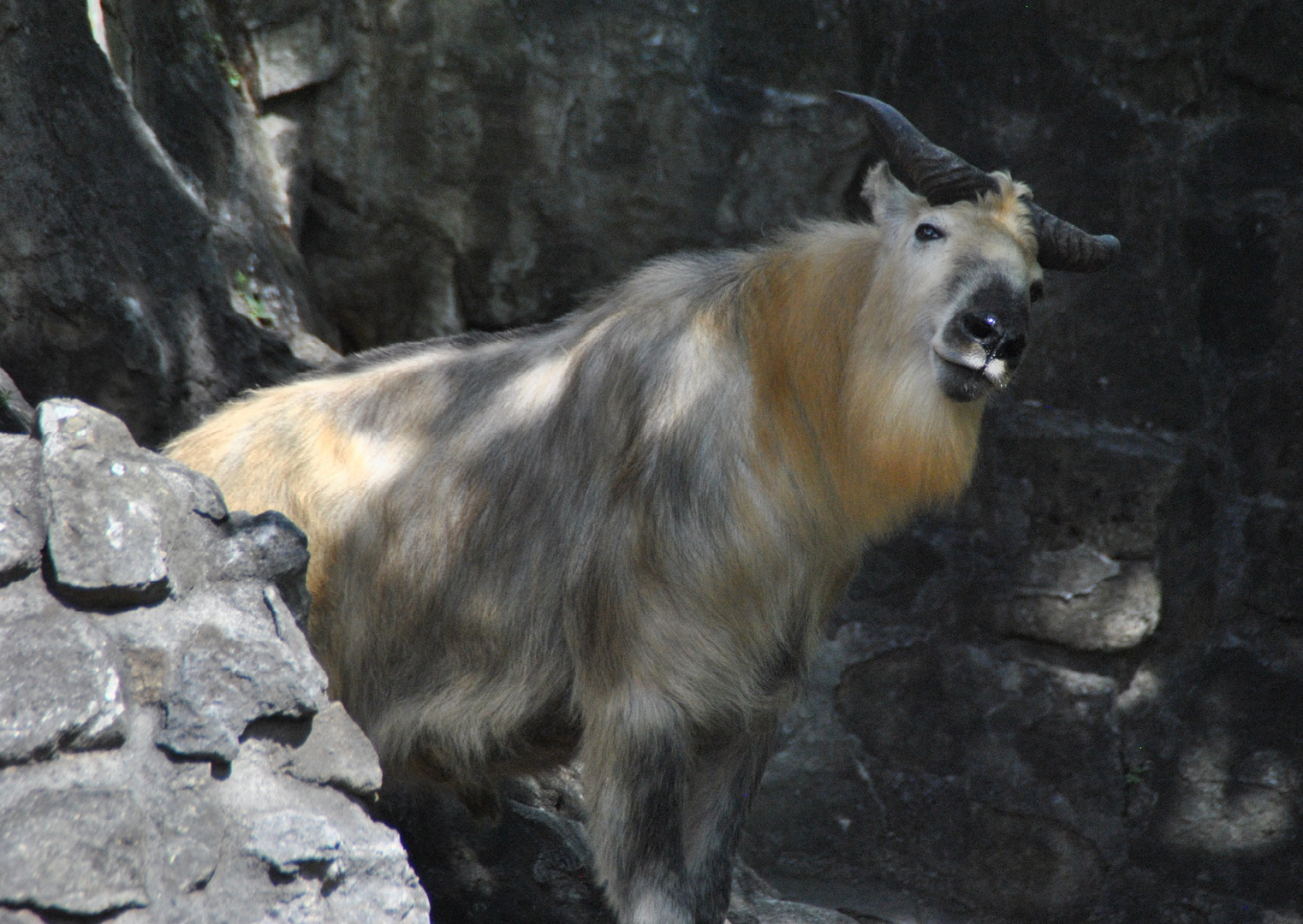 Sichuan-Takin