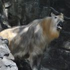 Sichuan-Takin