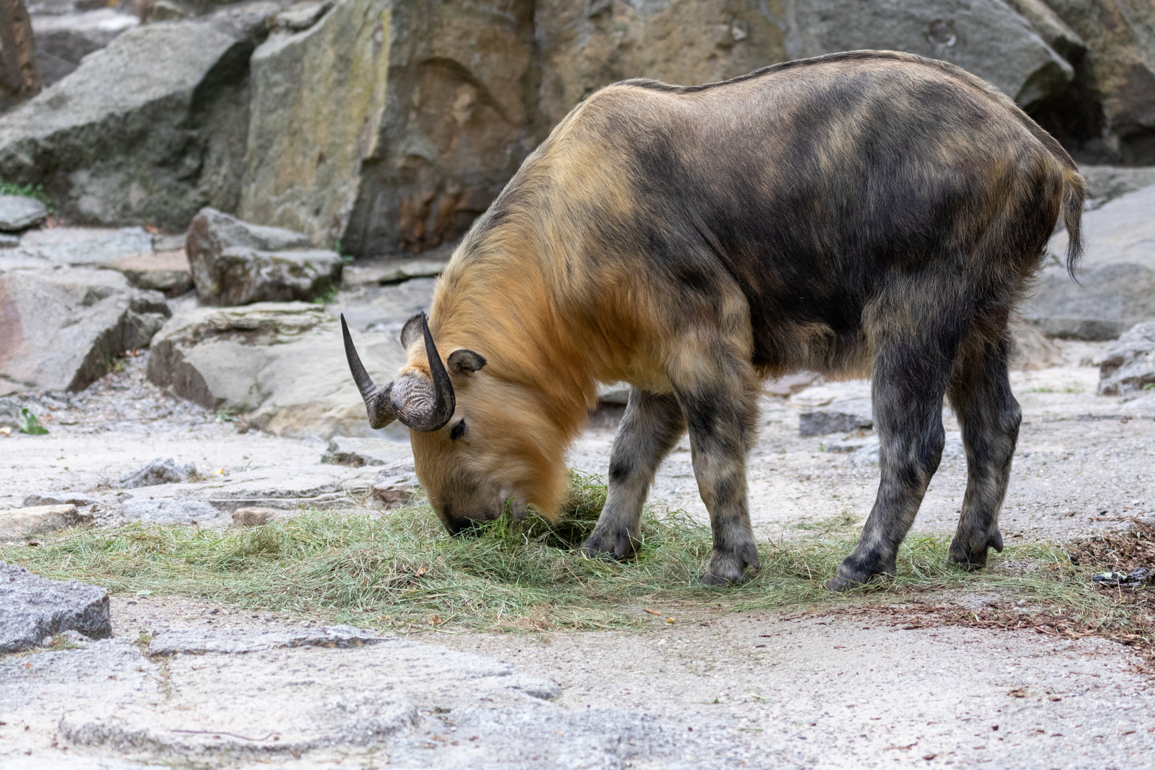 Sichuan-Takin oder tibetische Takin