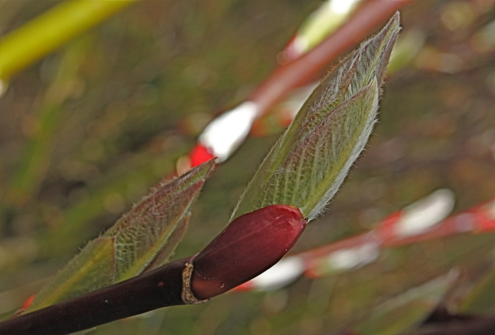 SICHUAN WEIDE-SALIX MONPINENSIS