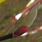 SICHUAN WEIDE-SALIX MONPINENSIS