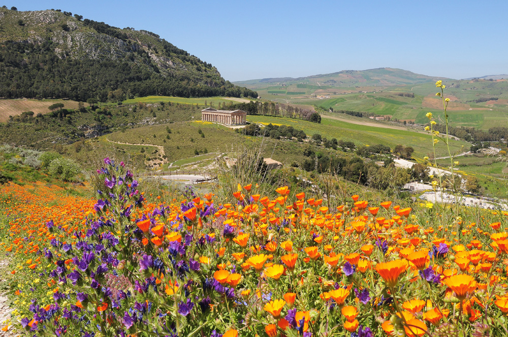 Sicile - Segestre Temple sous les fleurs - Avril 2013