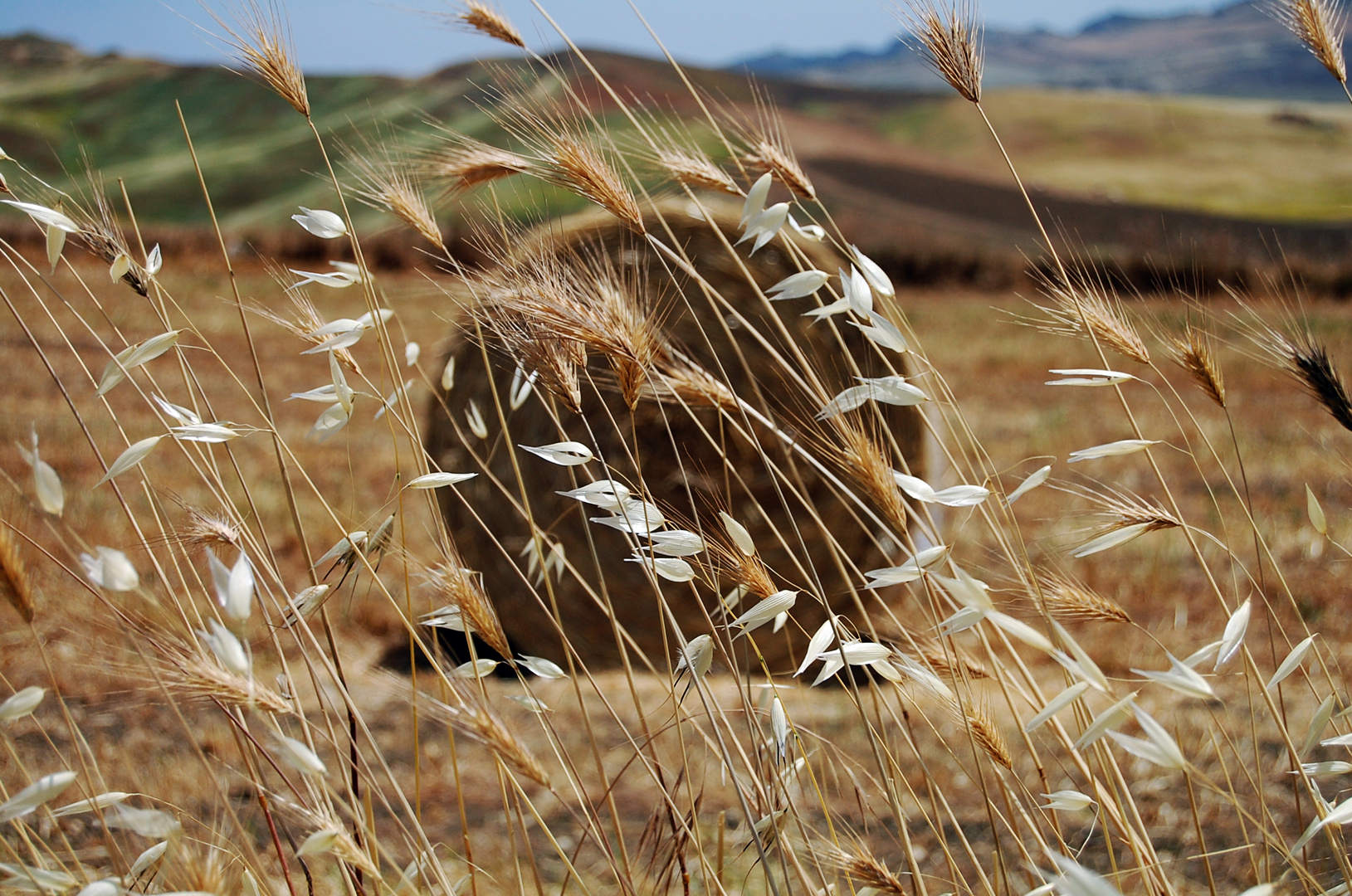 Sicilia