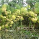 Sicilia : papiro a 15 chilometri di Siracusa