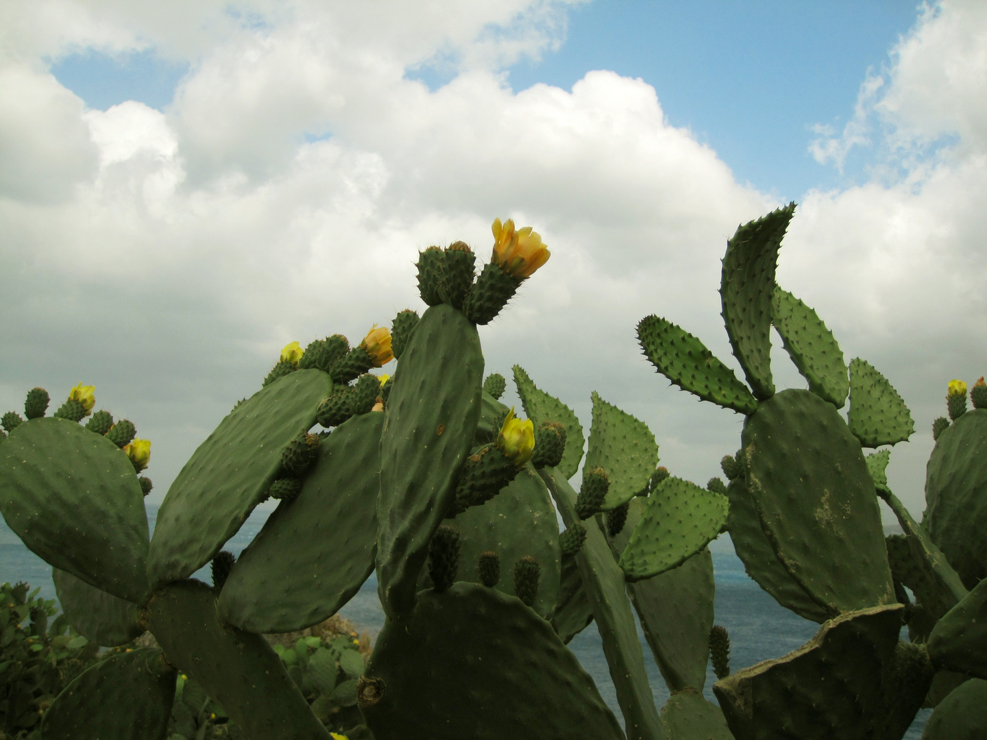 Siciliano vero