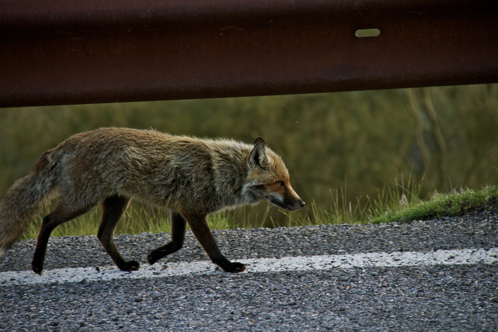 Sicilian's Fox