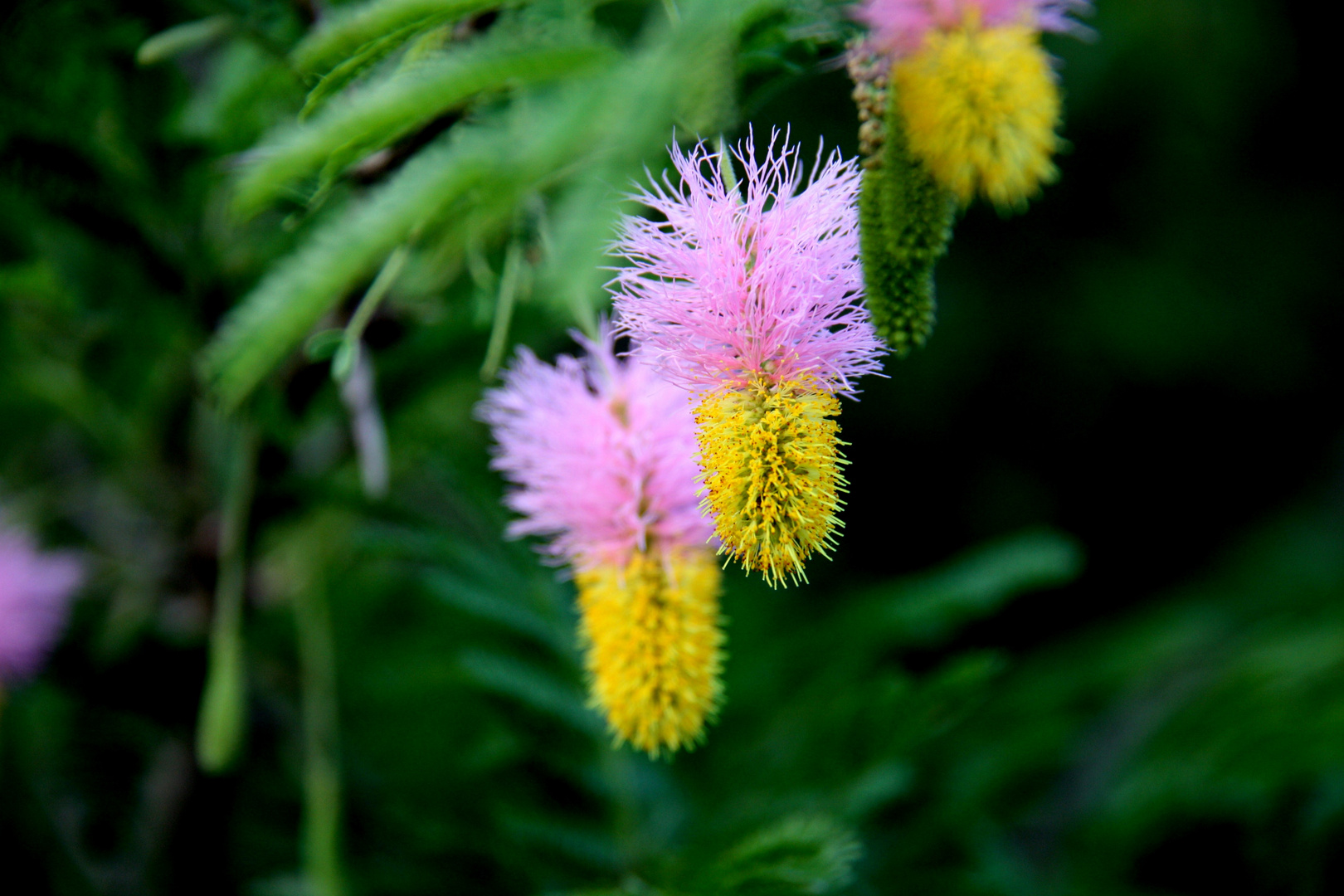 Sickle bush