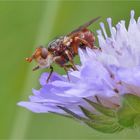 Sicus ferrugineus ...