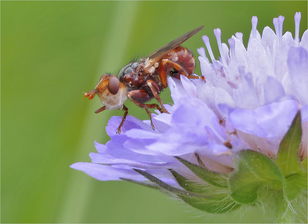 Sicus ferrugineus ...