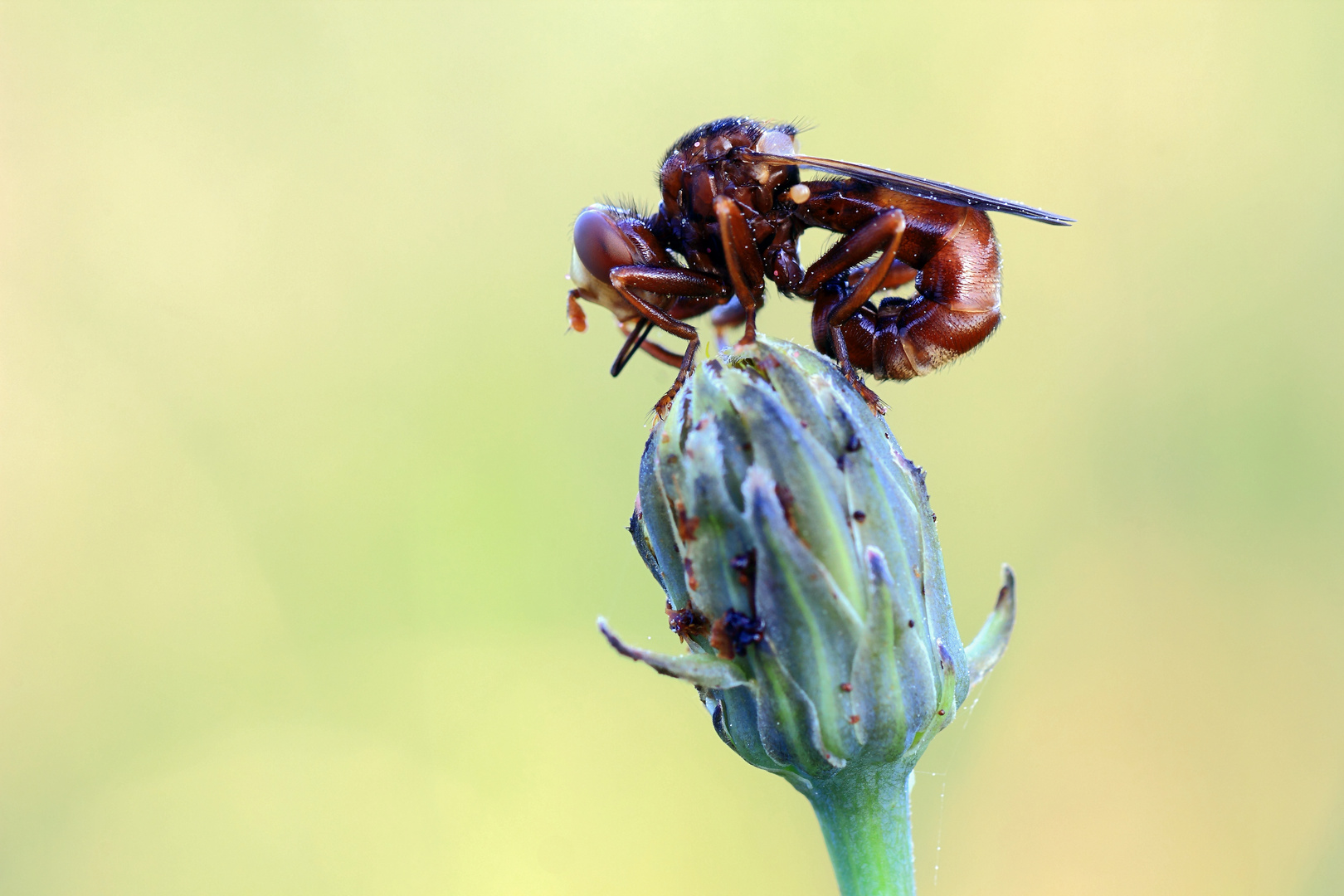 Sicus ferrugineus