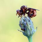 Sicus ferrugineus