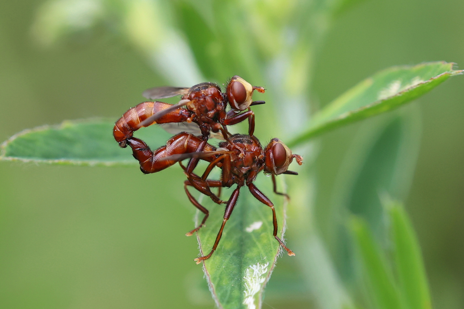  Sicus ferrugineus...