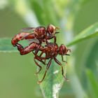  Sicus ferrugineus...