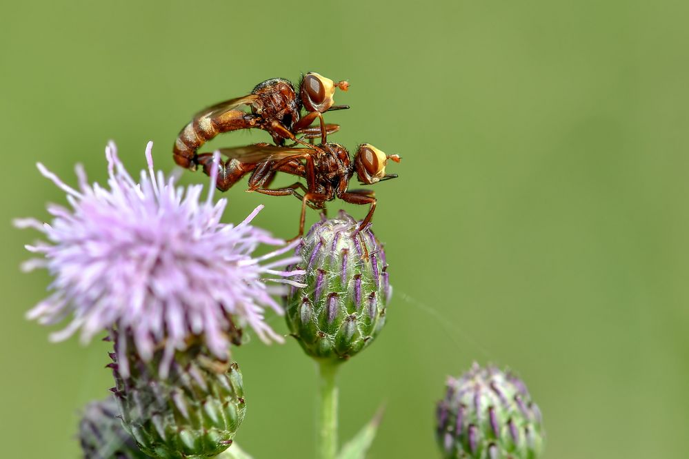 Sicus ferrugineus