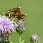 Sicus ferrugineus