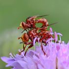 Sicus ferrugineus... 