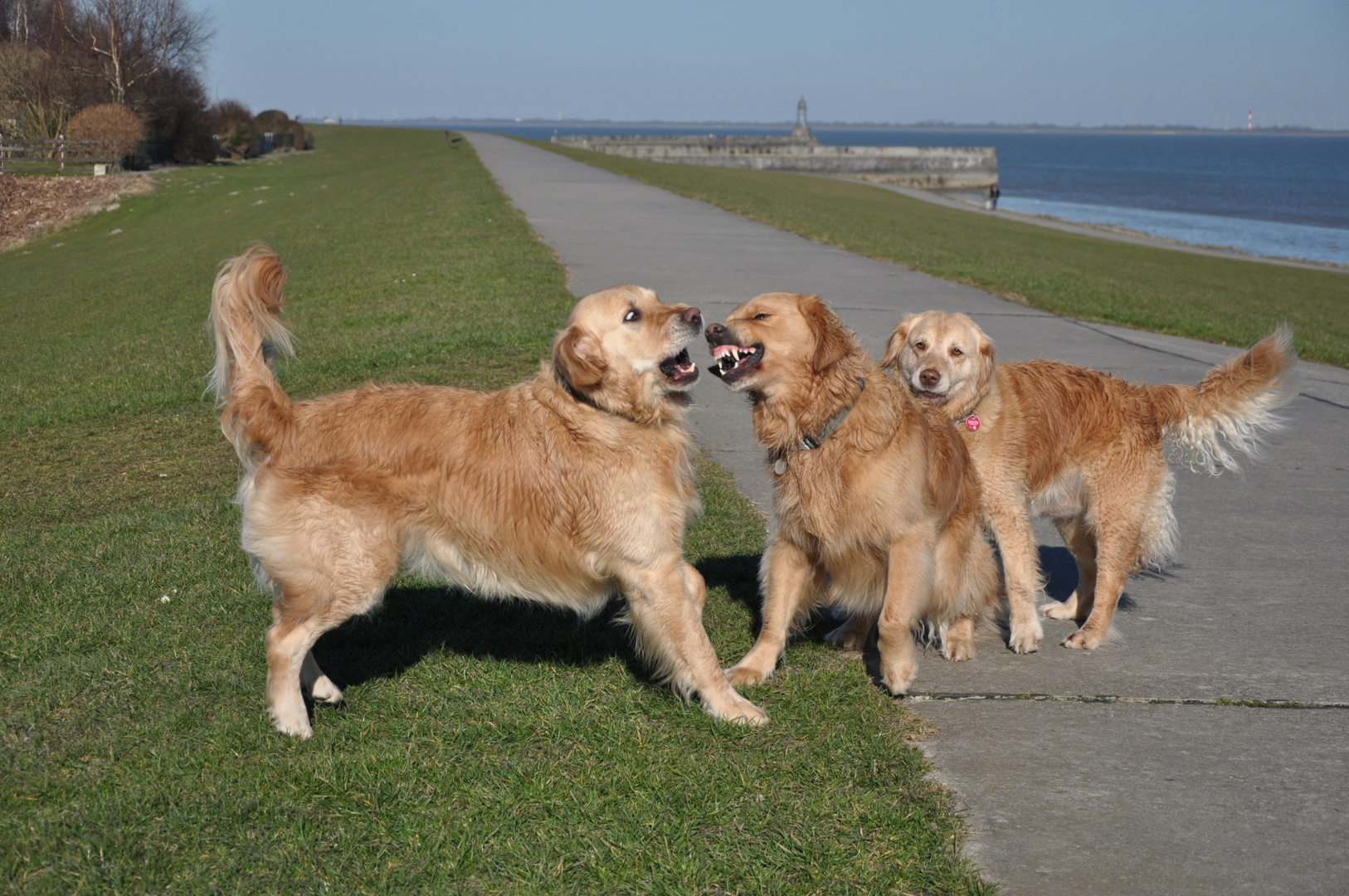 Sid, Sparky und Viola