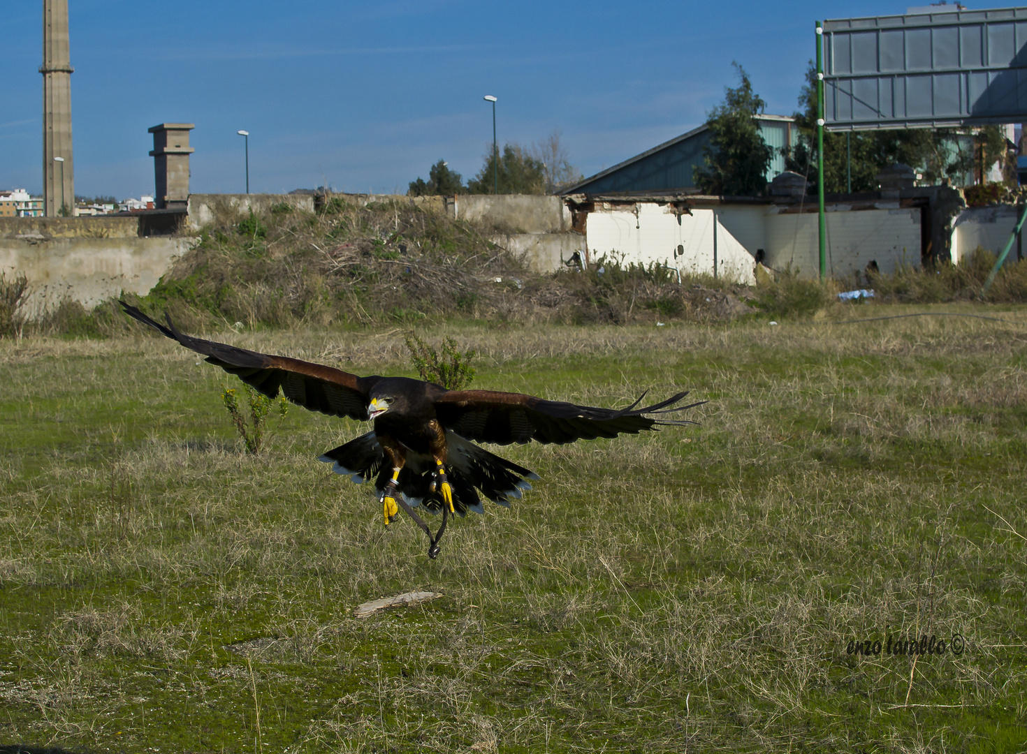 Sid The Harris Hawk