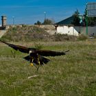 Sid The Harris Hawk