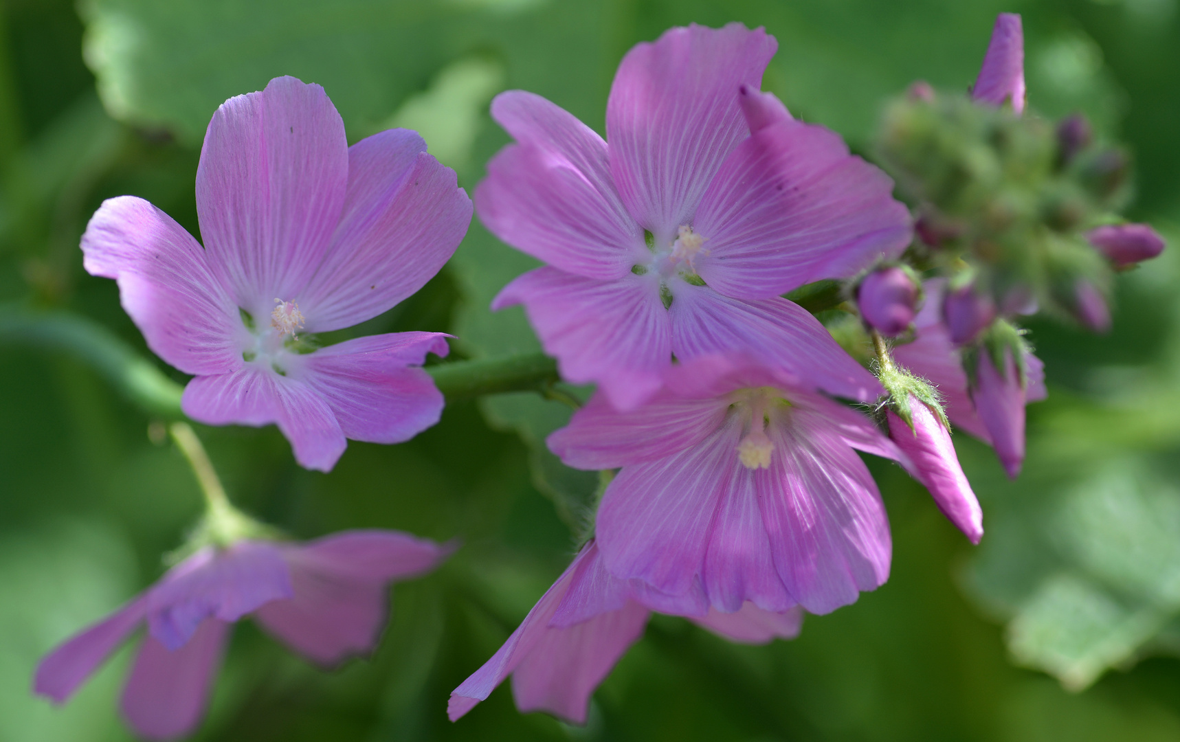 Sidalcea