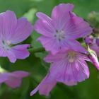 Sidalcea