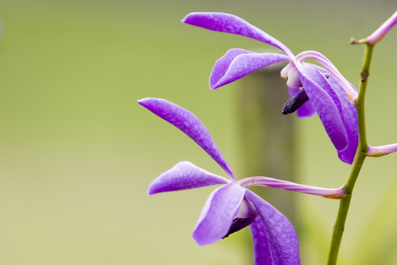 Side-face of an orchid