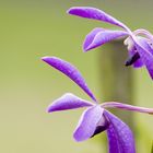 Side-face of an orchid