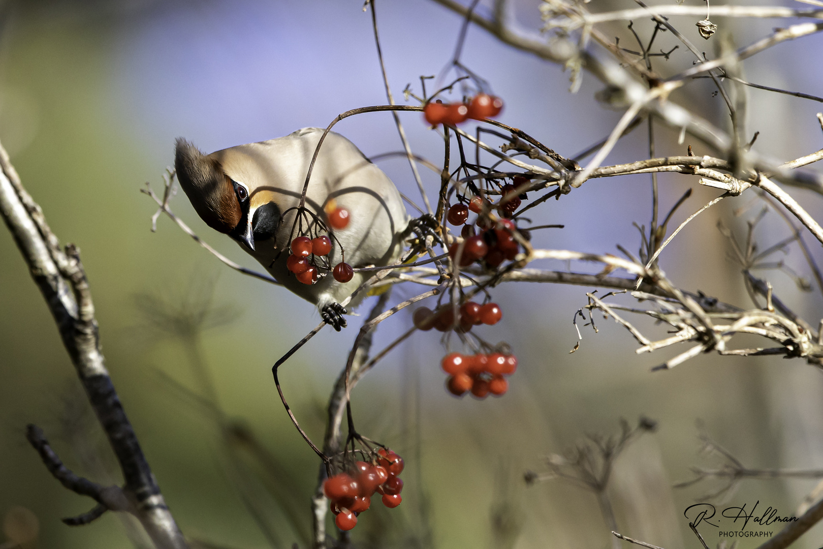 Sidensvans_Bohemian waxwing