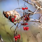 Sidensvans_Bohemian waxwing