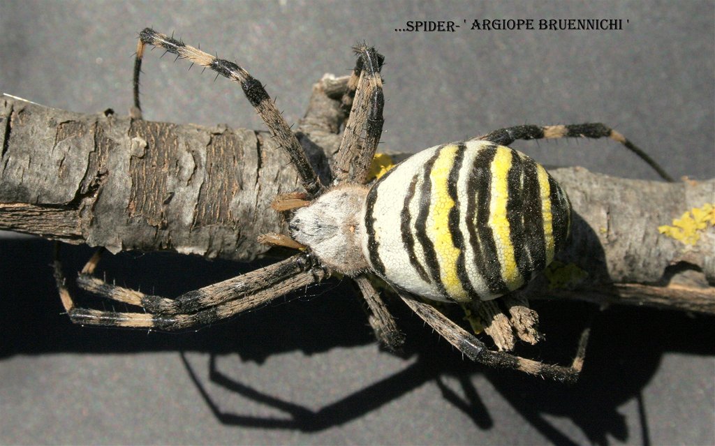 Sider: Argiope Bruennichi