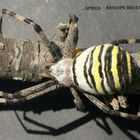 Sider: Argiope Bruennichi