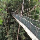 Sidewalk in the Jungle