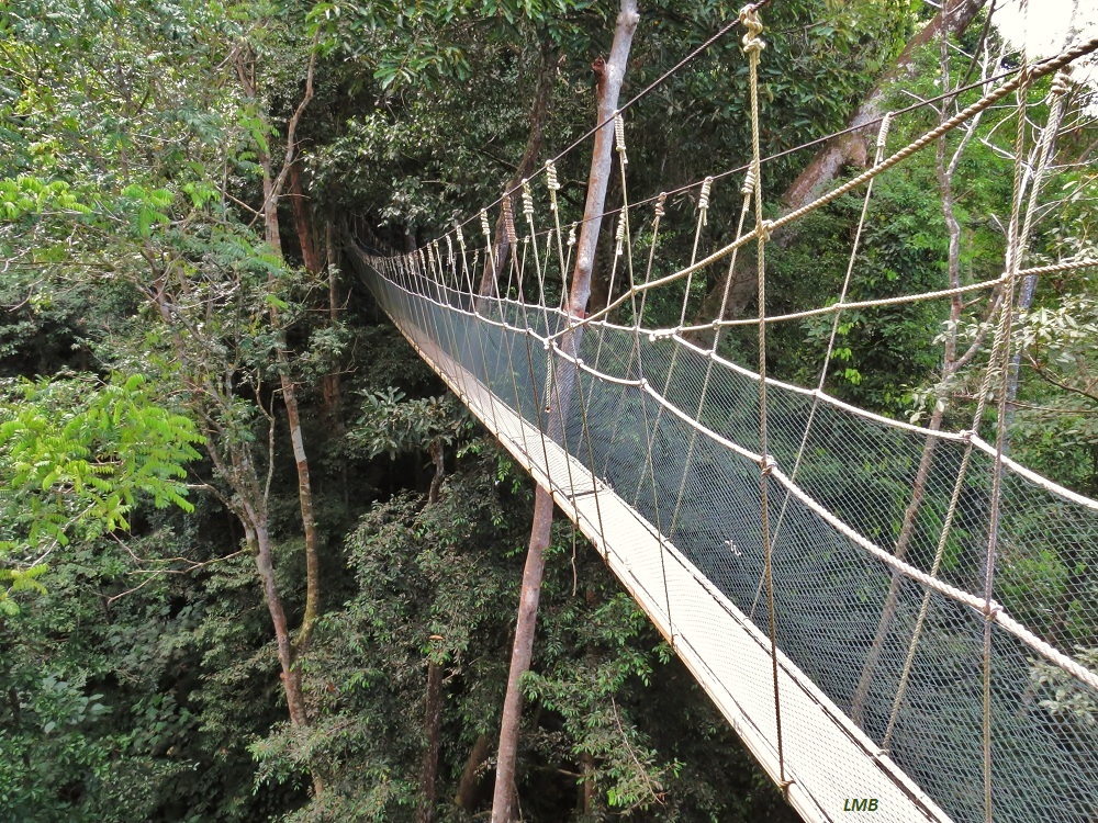 Sidewalk in the Jungle