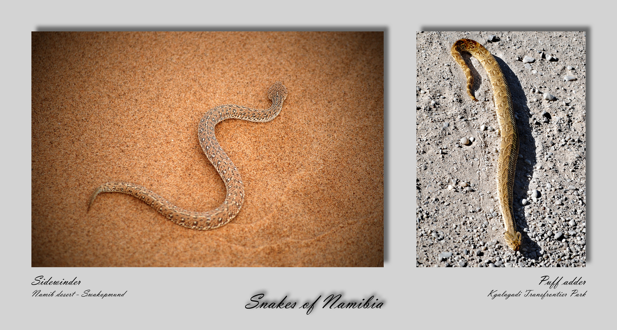 Sidewinder and Puff adder